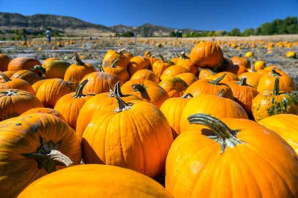 Denver Botanic Gardens - Chatfield Farms Corn Maze and Pumpkin Patch