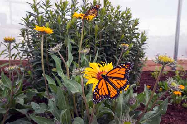 Denver Botanic Gardens - Chatfield Farms Butterflies