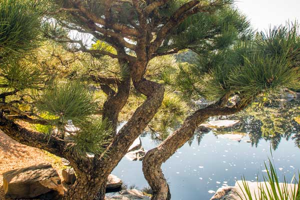 Denver Botanic Gardens - Japanese Garden - Character Pine Trees
