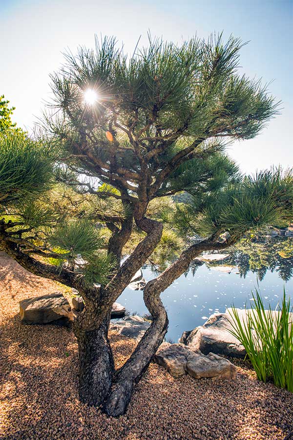 Denver Botanic Gardens - Japanese Garden - Character Pine Trees