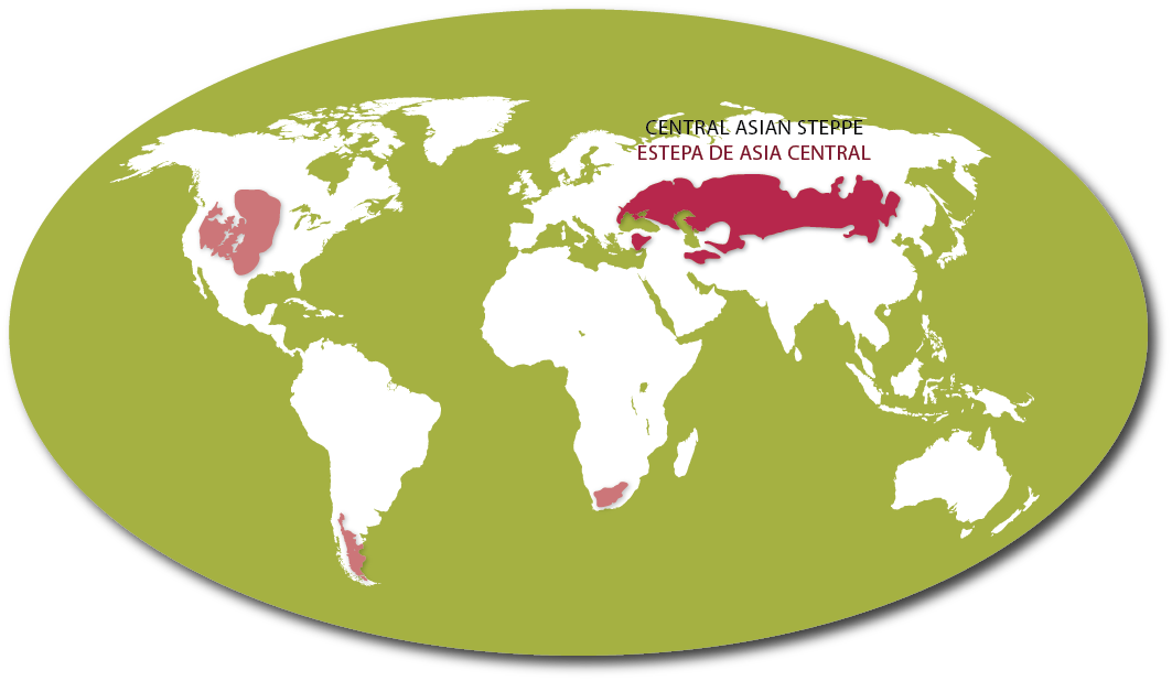 Denver Botanic Gardens - Central Asian steppe regions of Kazakhstan and Mongolia